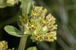 Pineland milkweed